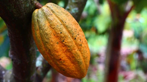 <p>rahasia sukses petani kakao</p>
