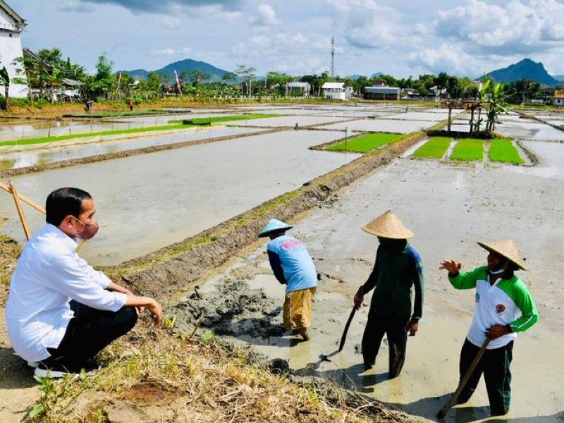 Presiden Joko Widodo mengobrol santai dengan para petani seusai menanam padi di Desa Buluagung, Kec. Karangan, Trenggalek, Jawa Timur, Selasa, 30 November 2021.