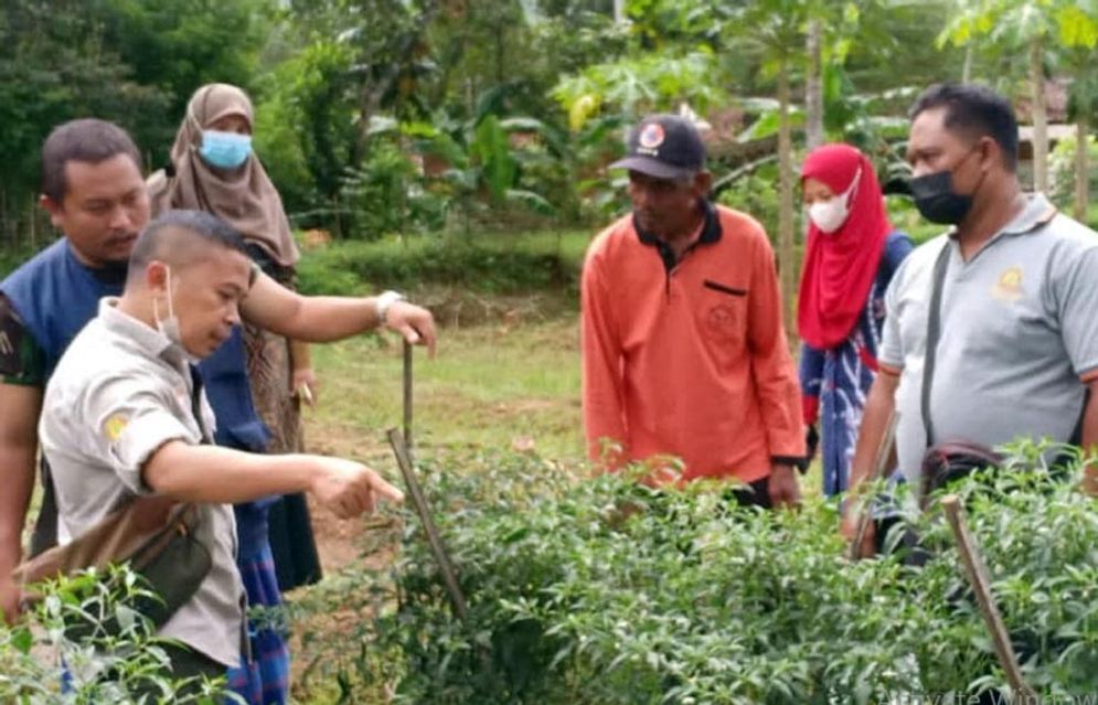 Lahan cabai di Pacitan