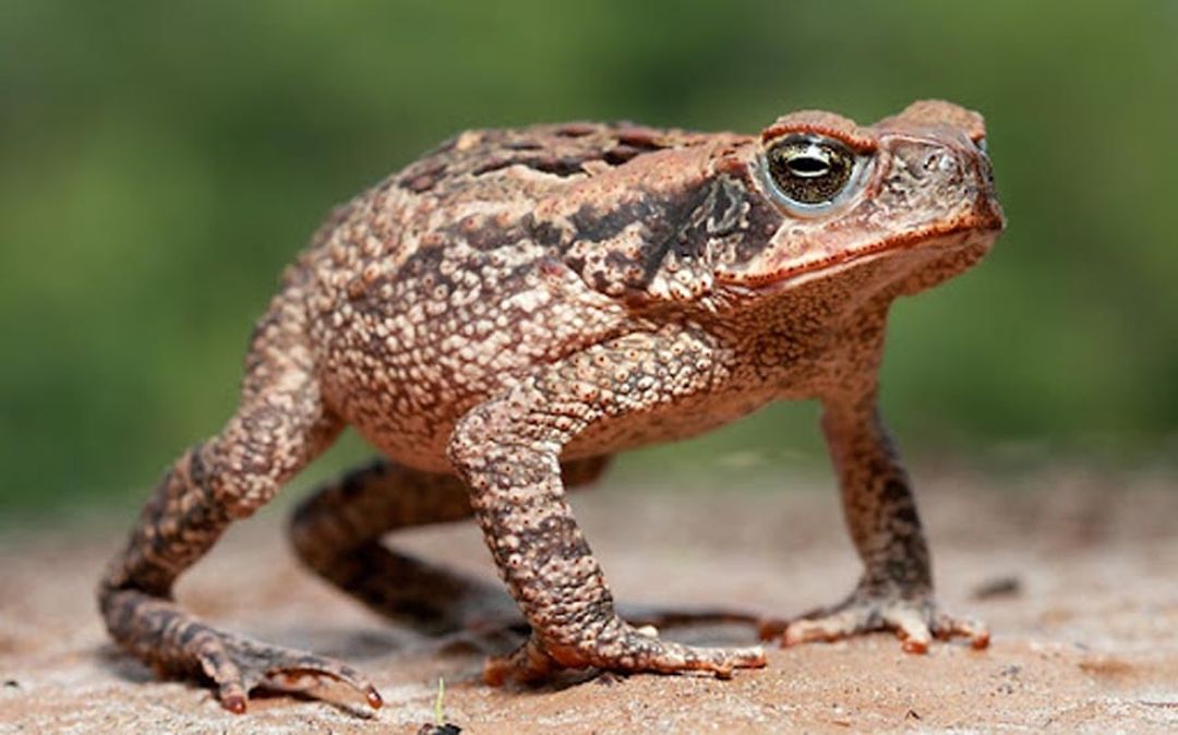 kodok tebu1 Rhinella marina.jpg