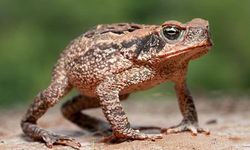 kodok tebu1 Rhinella marina.jpg