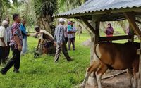 ternak sapi