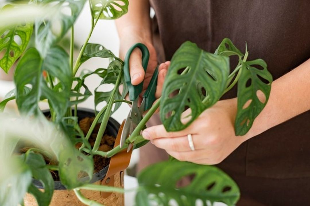 Monstera Obliqua