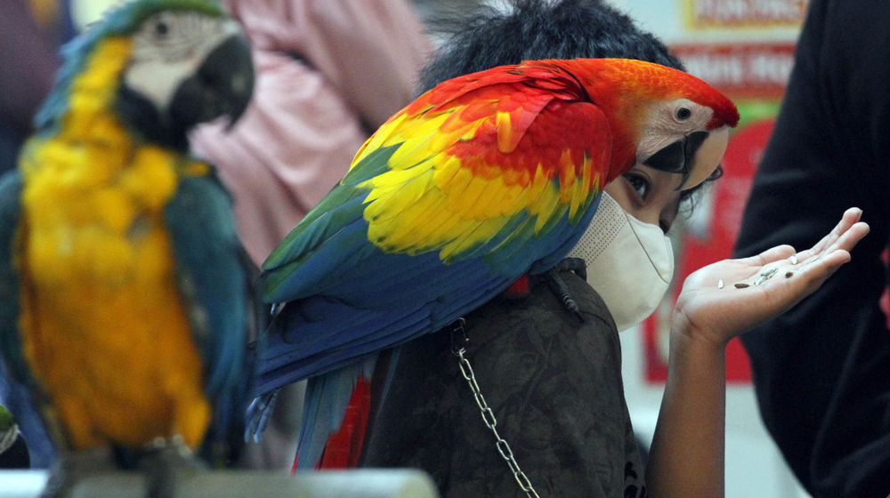 Nuansa Peternakan Di Tangcity Mal - Panji 1.jpg