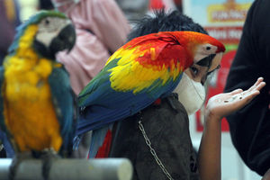 Nuansa Peternakan Di Tangcity Mal - Panji 1.jpg