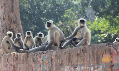 monkey-4912938_1920.jpg