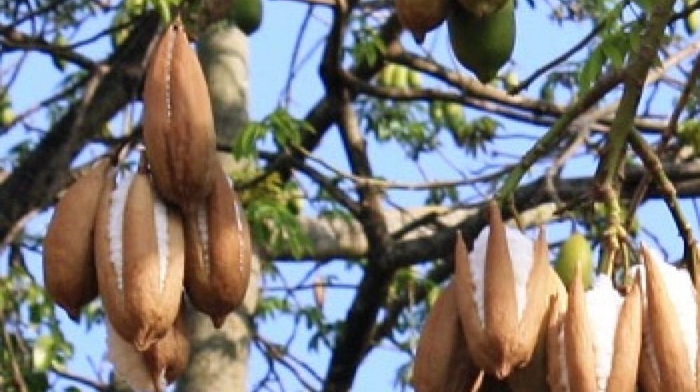 Pohon Randu Kapuk.jpg