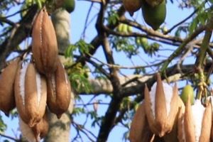 Pohon Randu Kapuk.jpg