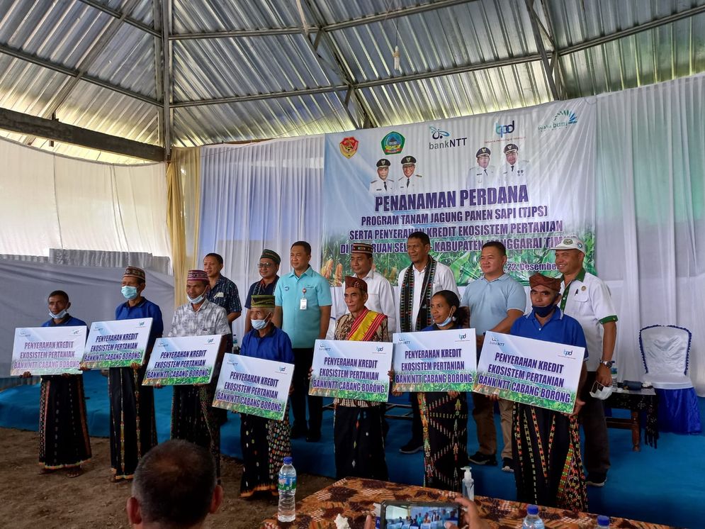 program Tanam Jagung Panen Sapi (TJPS) di Desa Ruan Selatan, Kecamatan Kota Komba.