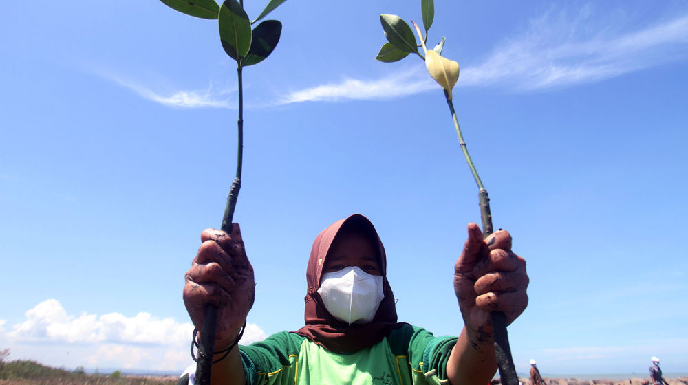 Kehati Tanam Mangrove - Panji 1.jpg