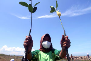 Kehati Tanam Mangrove - Panji 1.jpg