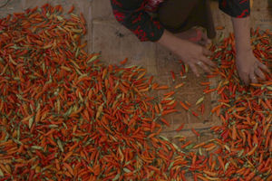 Harga Cabai Naik .jpg