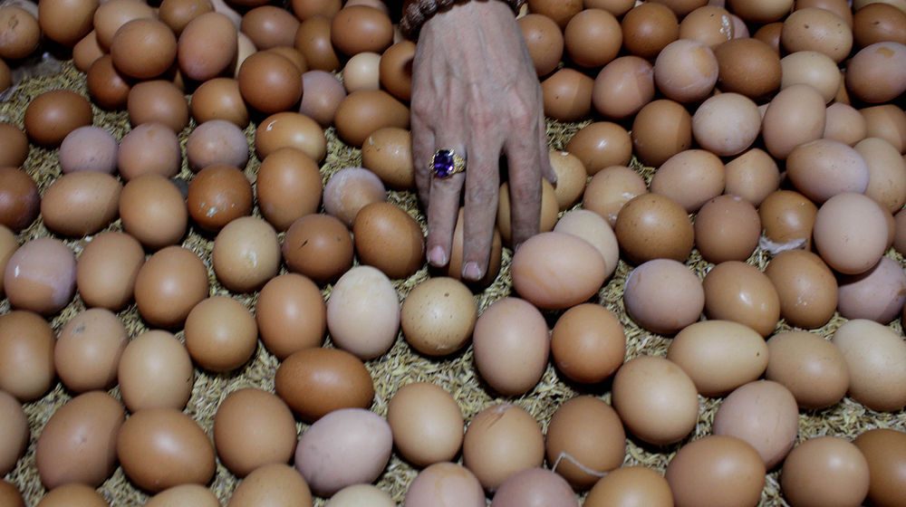 Harga Telur Melonjak Jelang Tahun Baru - Panji 3.jpg