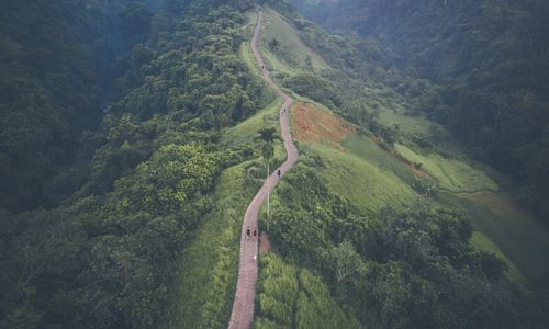 Hutan Indonesia Foto_ Pexels.jpg