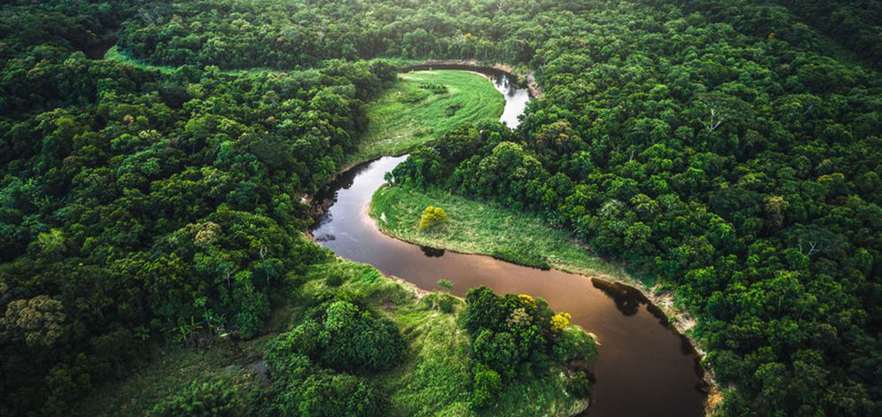 Hutan Amazon 