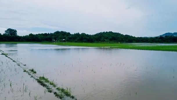 Curah Hujan Tinggi, Hampir Seluruh Sawah di Terang, Manggarai Barat Terendam Banjir