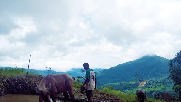 Masyarakat Lambur, Manggarai Barat Awali Tahun Baru dengan Membajak Sawah