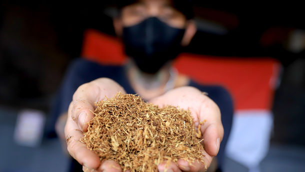 Rokok yang Disejajarkan dengan Narkoba di RUU Kesehatan Dinilai Dapat Mengancam Mata Pencaharian Petani Tembakau