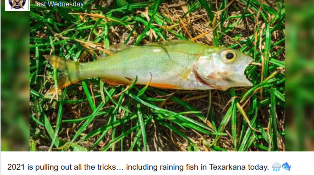 Screenshot_2022-01-05 Rare Weather Event Caused It to Rain Fish in East Texas Last Week.png