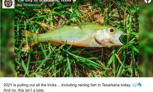 Screenshot_2022-01-05 Rare Weather Event Caused It to Rain Fish in East Texas Last Week.png