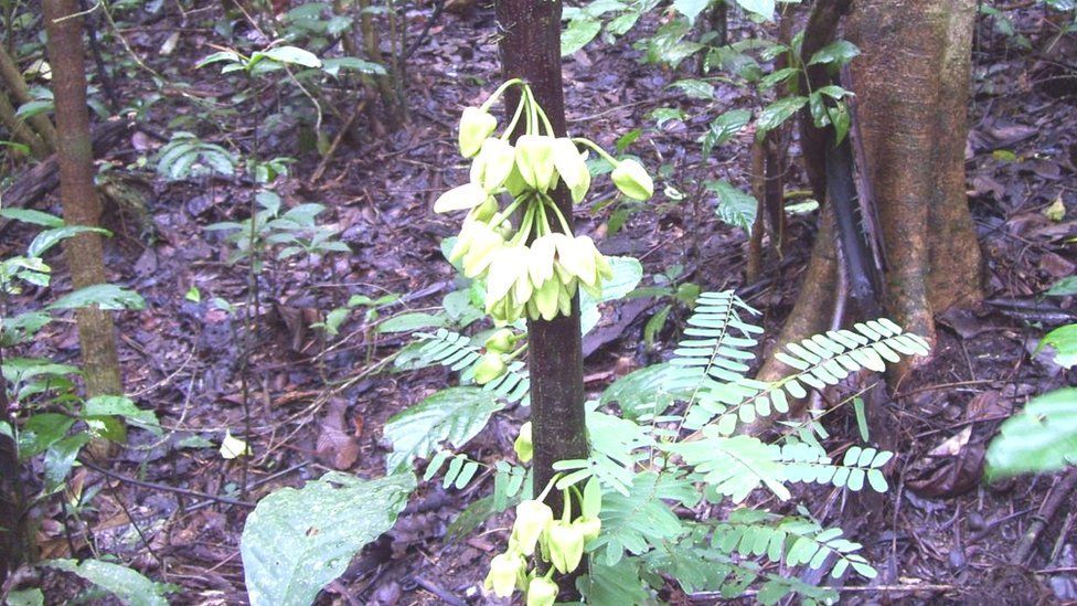 Sebuah pohon di hutan hujan di Kamerun diberi nama resmi yang terinspirasi dari aktor Leonardo DiCaprio. (BBC)