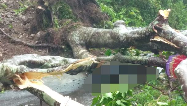 Malang, Seorang Pengendara Sepeda Motor di Cibal Barat Tewas Tertimpa Pohon Kemiri yang Tumbang