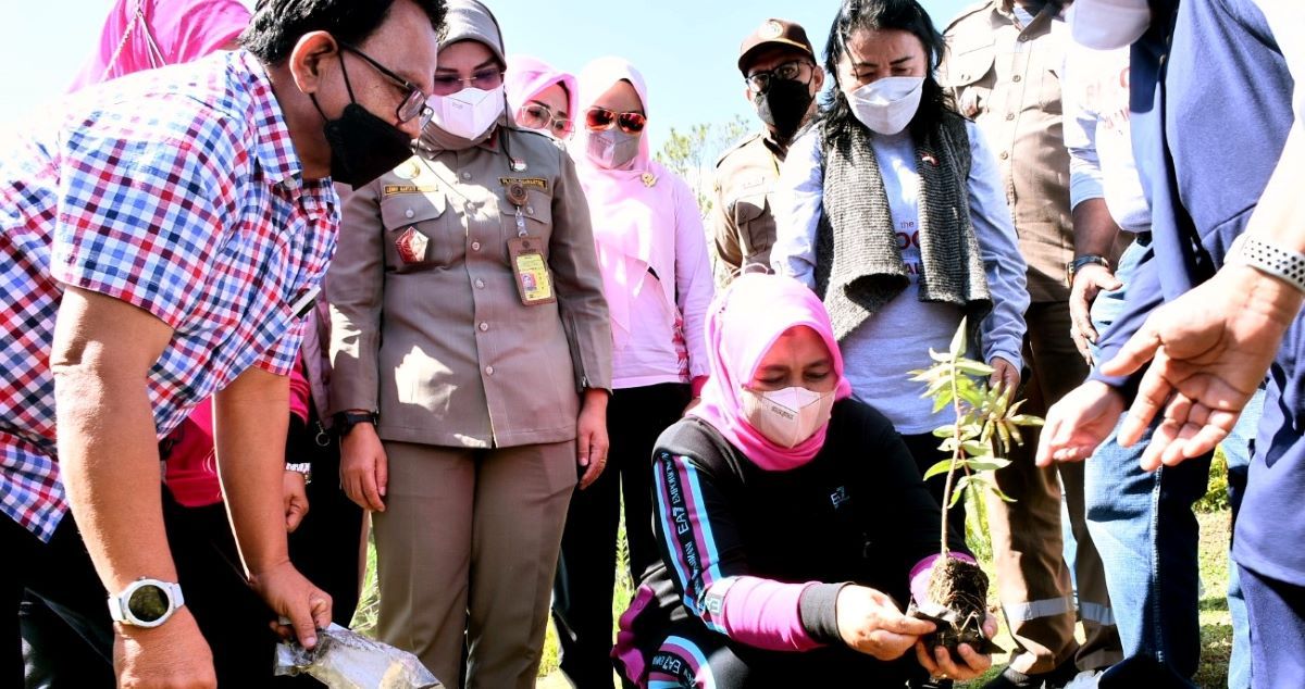 Ketua Dewan Rempah Sumut Nawal Lubis menghadiri penanaman 1.200 pohon Andaliman di kawasan pertanian organik Taman Simalem Resort