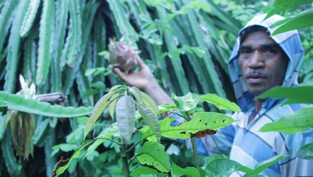 Mengintip Kisah Emanuel di Desa Hokeng Jaya Flotim Raup Omset Jutaan Rupiah Hasil Jual Buah Naga