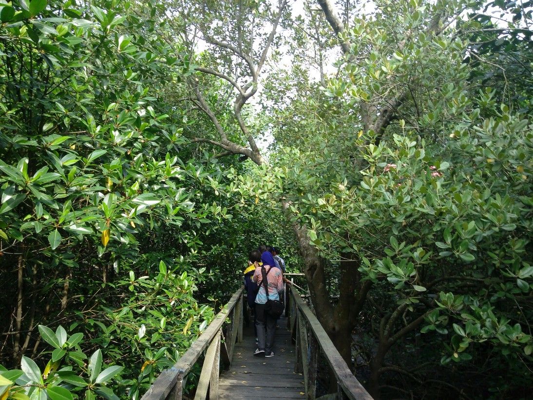 Ilustrasi: Hutan Mangrove di Margomulyo