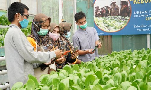 UK Petra Urban Farming.jpg
