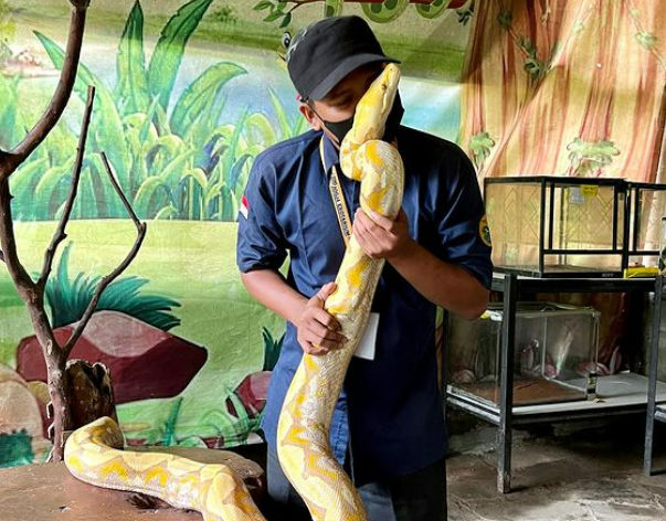 Di Jogja Exotarium, pengunjung bisa menikmati foto bersama ular