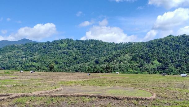 Areal Persawahan di Dataran Gising, Elar Selatan, Matim Terancam Gagal Tanam