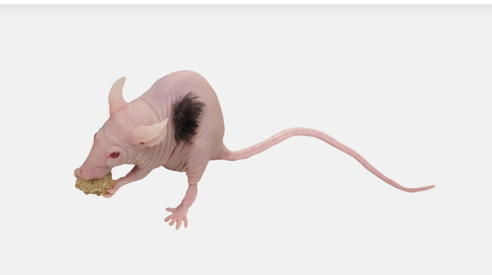 Screenshot 2022-01-25 at 13-42-54 Going bald Lab-grown hair cells could be on the way.png