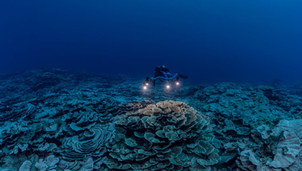 Terumbu karang yang ditemukan di lepas Pantai Haiti