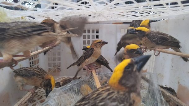 Karantina Pertanian Lampung Gagalkan Penyelundupan Ribuan Ekor Burung ke Brebes