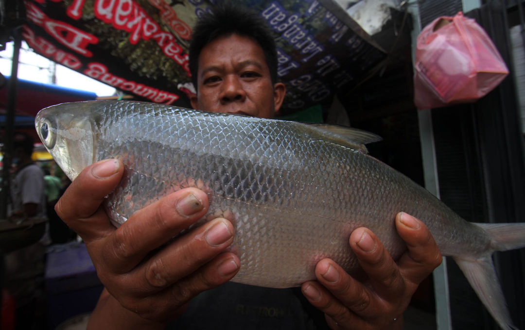 Pedagang ikan bandeng berukuran besar yang hanya berjualan musiman menjelang imlek di kawasan Pasar Rawa Belong,Minggu 30 Januari 2022. Foto : Panji Asmoro/TrenAsia