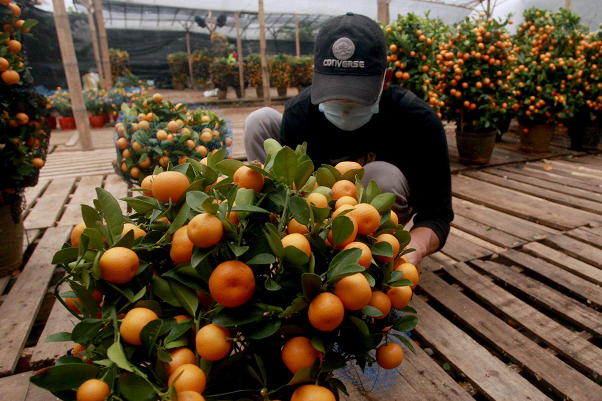 Pekerja melakukan perawatan pohon Jeruk Kim Kit di kebun budidaya tanaman Jeruk khas Imlek di kawasan Meruya, Jakarta Barat, Senin, 31 Januari 2022. Foto: Ismail Pohan/TrenAsia