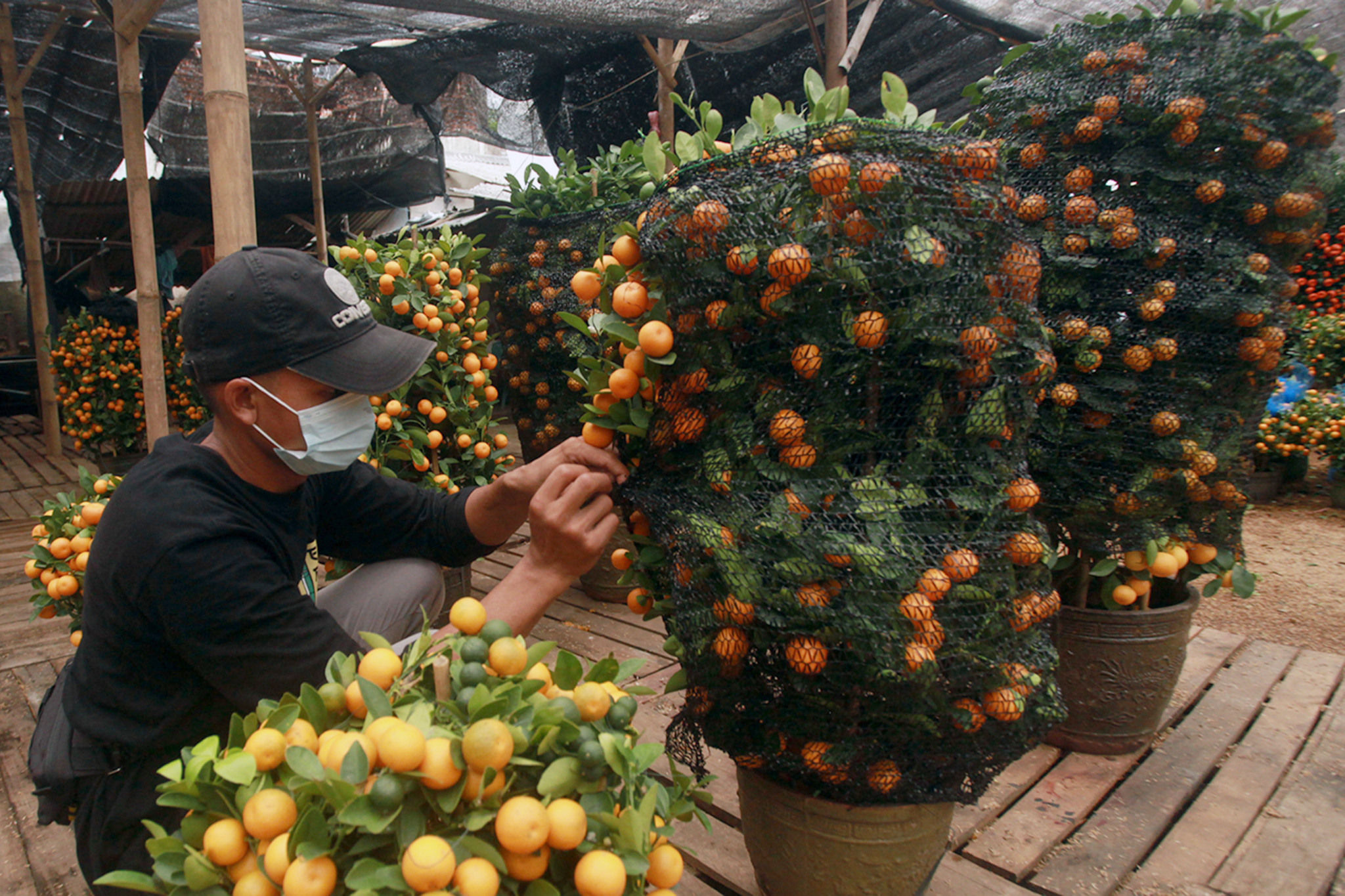 Pekerja melakukan perawatan pohon Jeruk Kim Kit di kebun budidaya tanaman Jeruk khas Imlek di kawasan Meruya, Jakarta Barat, Senin, 31 Januari 2022. Foto: Ismail Pohan/TrenAsia