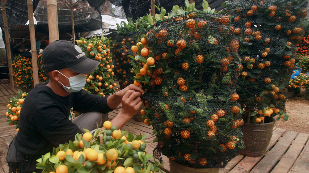 Pohon Jeruk Imlek .jpg