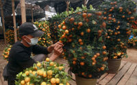 Pekerja melakukan perawatan pohon Jeruk Kim Kit di kebun budidaya tanaman Jeruk khas Imlek di kawasan Meruya, Jakarta Barat, Senin, 31 Januari 2022. Foto: Ismail Pohan/TrenAsia