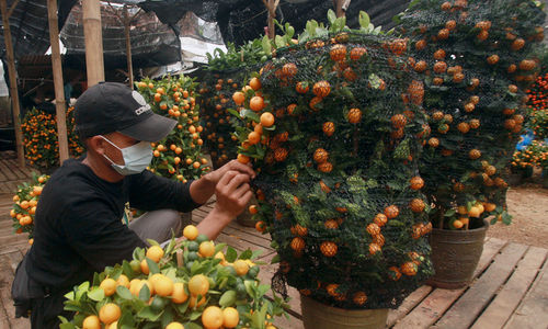 Pohon Jeruk Imlek .jpg