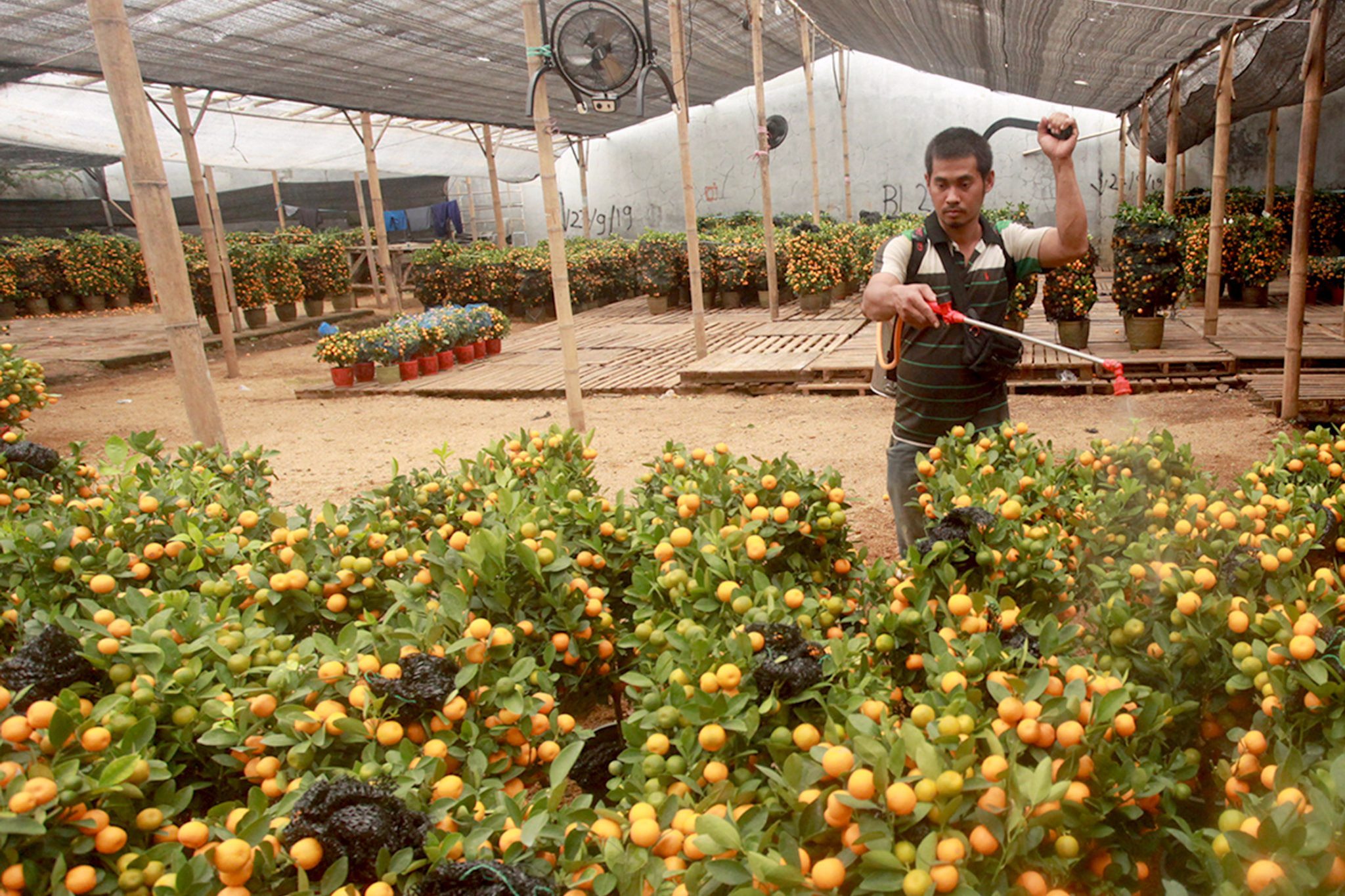 Pekerja melakukan perawatan pohon Jeruk Kim Kit di kebun budidaya tanaman Jeruk khas Imlek di kawasan Meruya, Jakarta Barat, Senin, 31 Januari 2022. Foto: Ismail Pohan/TrenAsia