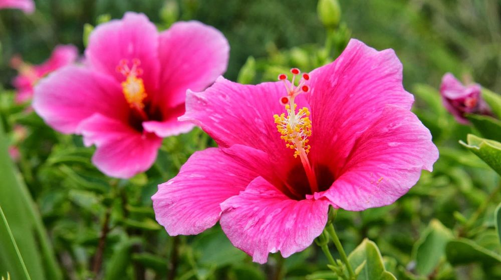 Rekomendasi Tanaman Liar Cantik