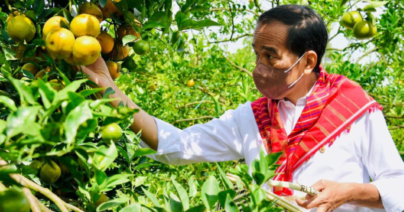 Presiden Joko Widodo meninjau Kampung Jeruk, Liang Melas Datas, Kabupaten Karo, Provinsi Sumatera Utara, pada Jumat, 4 Februari 2022.