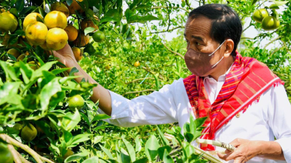 Jadi Sentra Produksi Jeruk, Jokowi akan Bangun Jalan di Karo Rp164,8 Miliar.jpg