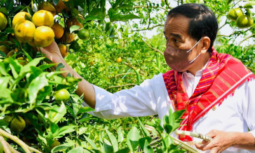 Jadi Sentra Produksi Jeruk, Jokowi akan Bangun Jalan di Karo Rp164,8 Miliar.jpg