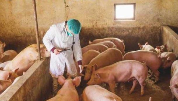Usaha Ternak Babi di Manggarai Barat: Antara Membangkitkan Ekonomi dan Ancaman  ASF