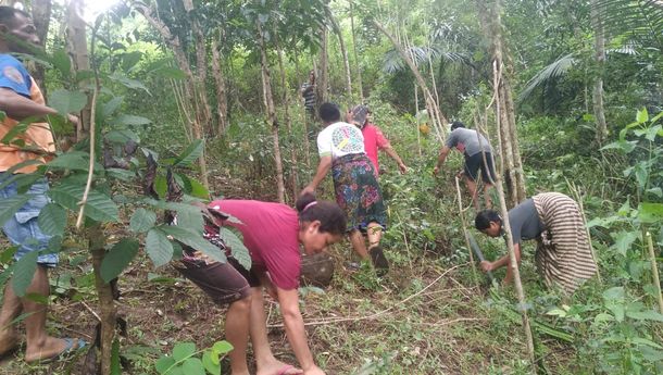 Ratusan Petani Waesano Lawan Proyek Geothermal dengan Tanam Pohon Buah-Buahan