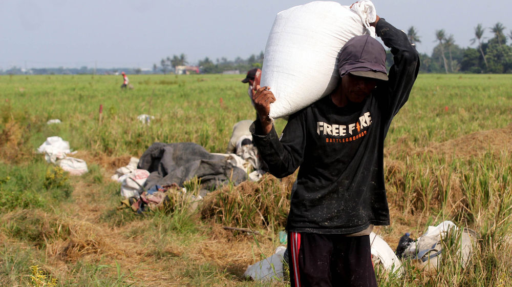 Panen Padi Perdana Sukadiri - Panji 4.jpg