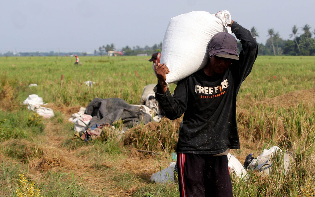 Namapak petani di Desa Sukadiri Kecamatan Sukadiri Kabupaten Tangerang melakukan panen padi perdana tahun ini, Senin 14 Februari 2022. Foto : Panji Asmoro/TrenAsia